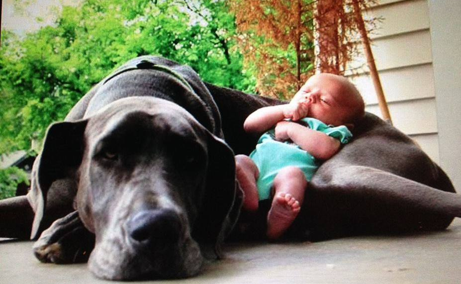 Black dog devil or best & loyal friend