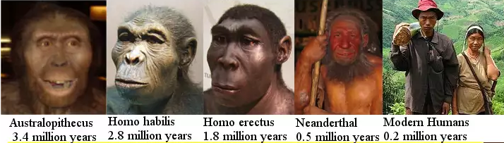 Human Evolution